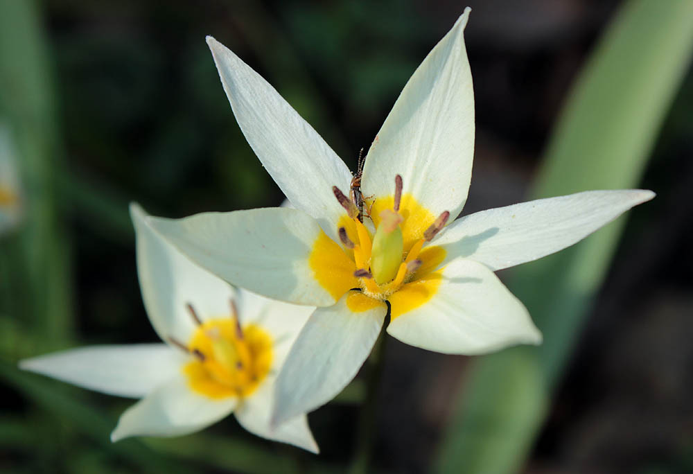 Image of Tulipa bifloriformis specimen.