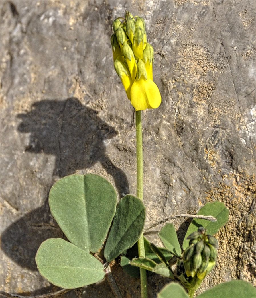 Image of Trigonella spicata specimen.