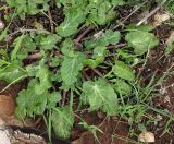 Eryngium creticum