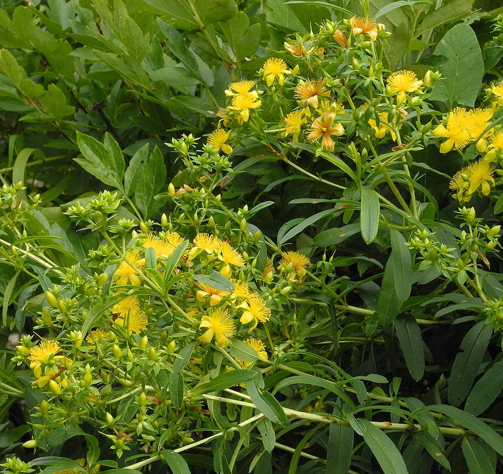 Image of Hypericum densiflorum specimen.