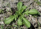 Cephalaria transsylvanica