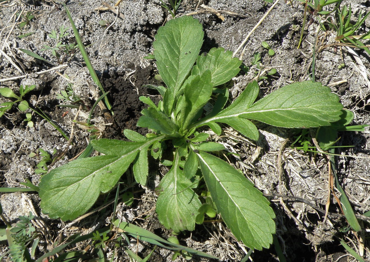 Image of Cephalaria transsylvanica specimen.