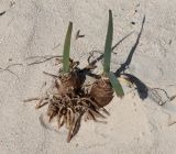 Pancratium maritimum