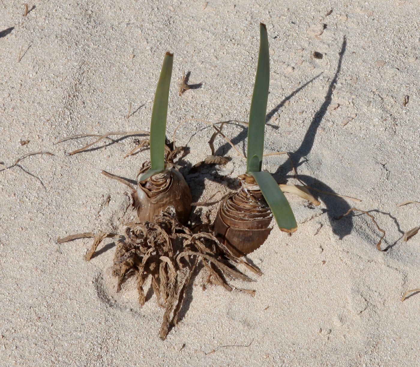 Image of Pancratium maritimum specimen.