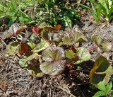 Ligularia dentata