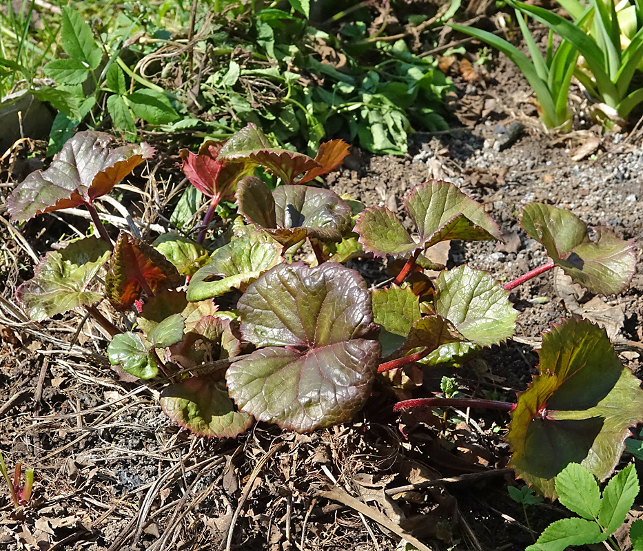 Image of Ligularia dentata specimen.