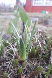 Iridodictyum reticulatum