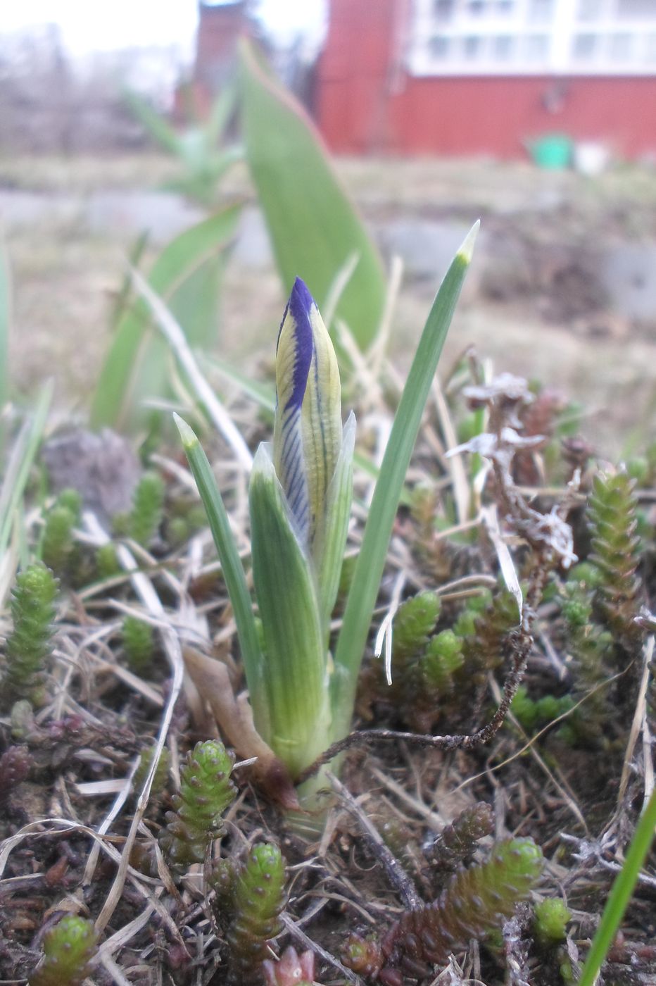 Image of Iridodictyum reticulatum specimen.