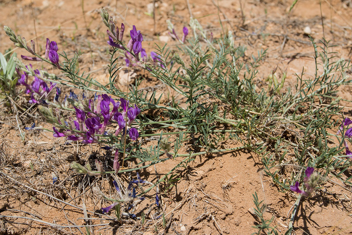 Изображение особи Astragalus varius.