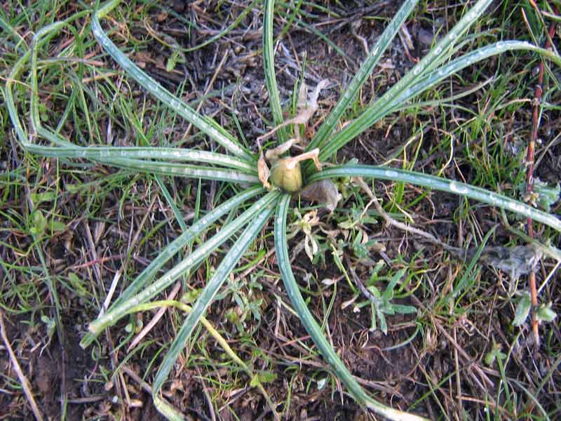 Изображение особи Crocus alatavicus.