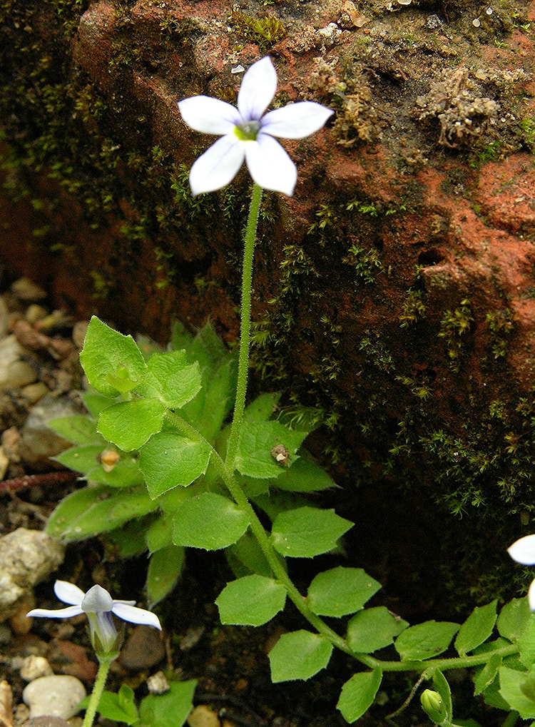 Image of Lobelia pedunculata specimen.