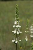 Stachys recta. Соцветие. Ростовская обл., г. Волгодонск, на окраине Панского леса, степь. 30.05.2015.