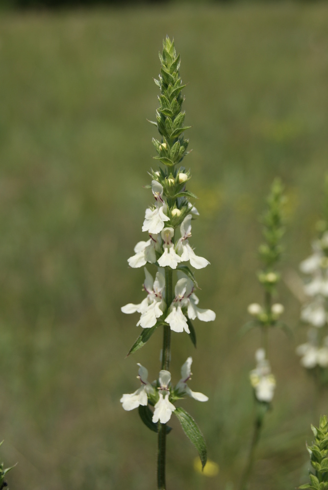 Изображение особи Stachys recta.