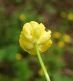 род Ranunculus