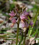 Dactylorhiza romana