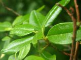 Rhododendron ledebourii