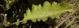 Verbascum banaticum