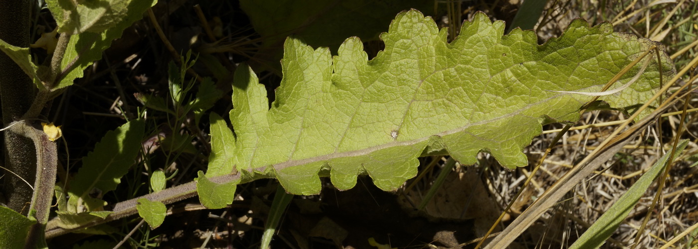 Image of Verbascum banaticum specimen.