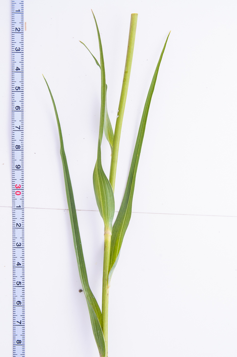 Image of Tragopogon dubius ssp. major specimen.