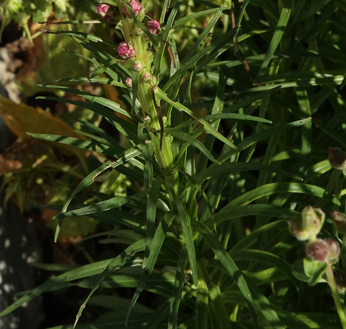 Image of Liatris spicata specimen.