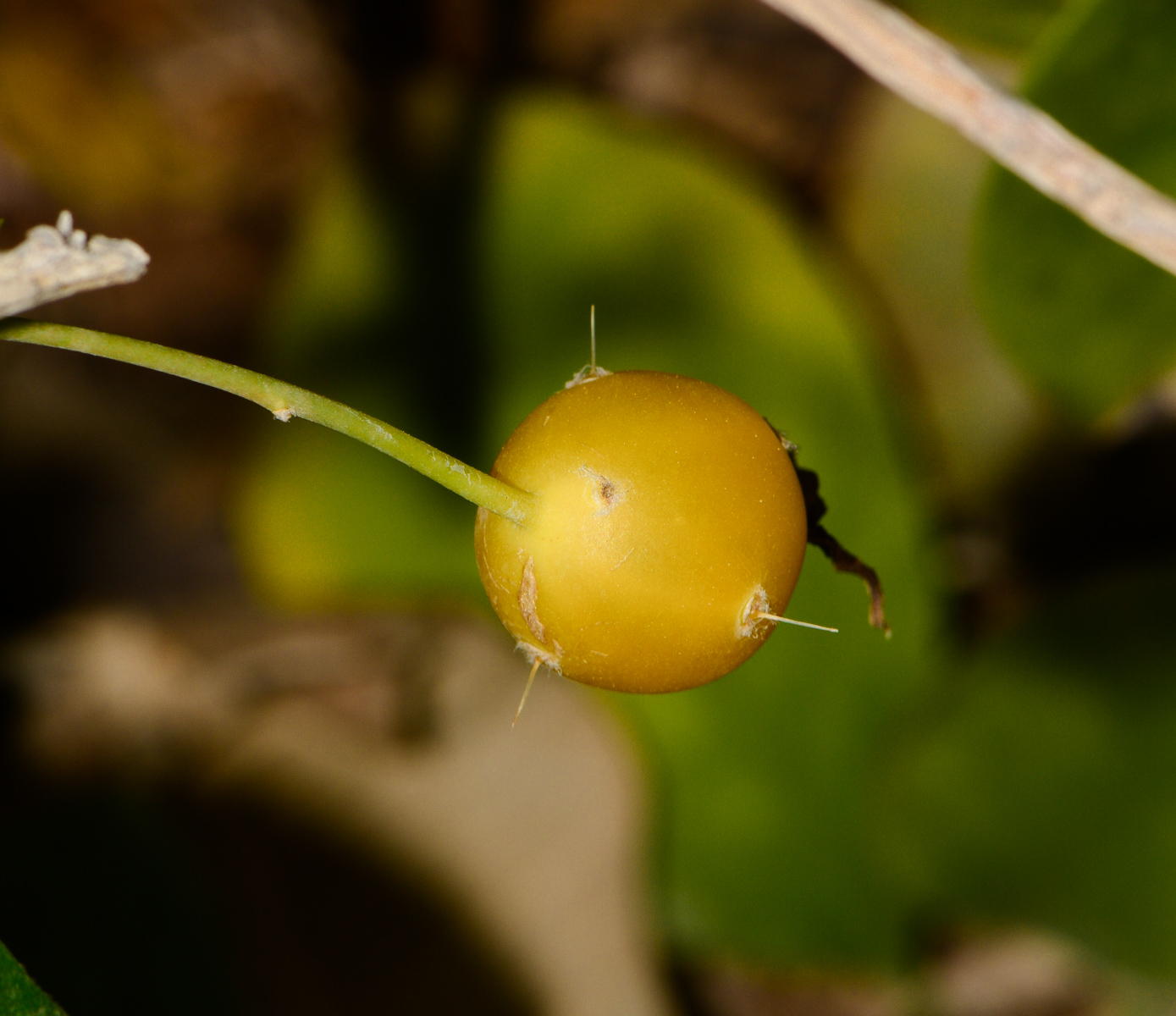 Image of Pereskia aculeata specimen.