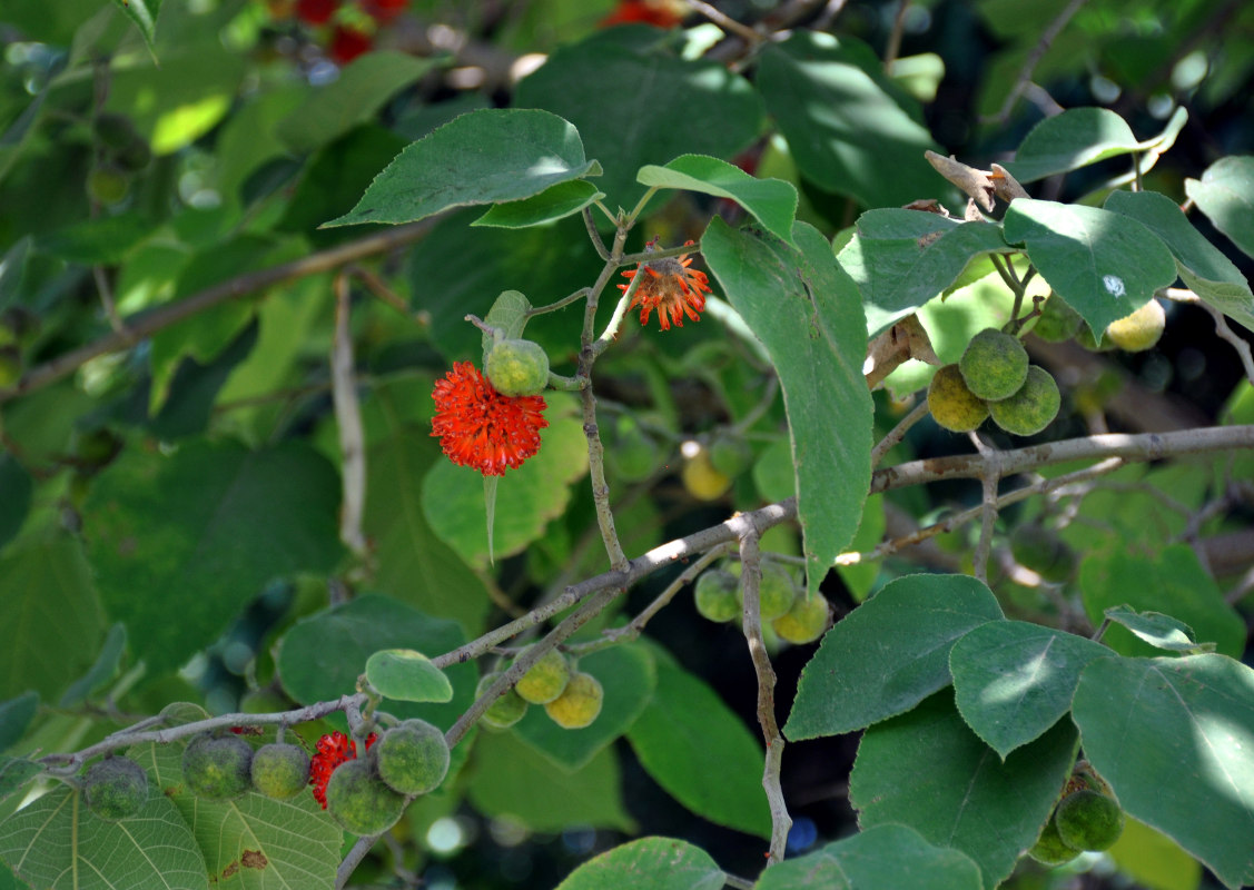 Image of Broussonetia papyrifera specimen.