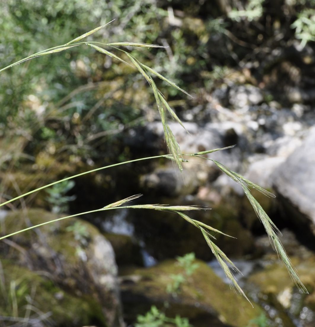 Изображение особи род Brachypodium.