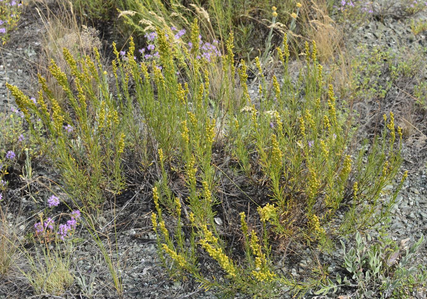 Image of Artemisia salsoloides specimen.
