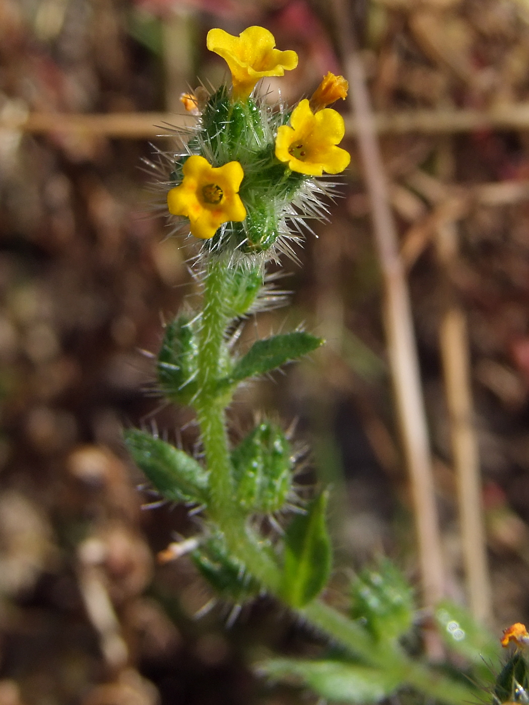 Image of Amsinckia micrantha specimen.