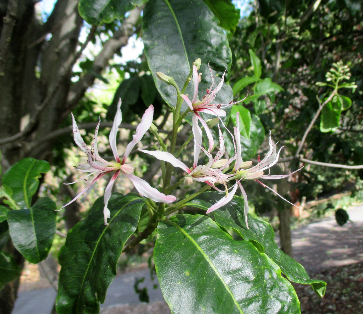 Image of Calodendrum capense specimen.