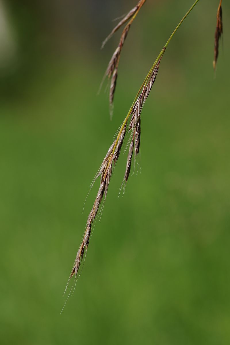 Image of Festuca gigantea specimen.