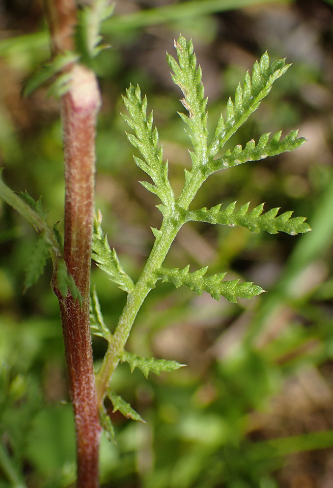Image of Anthemis tinctoria specimen.