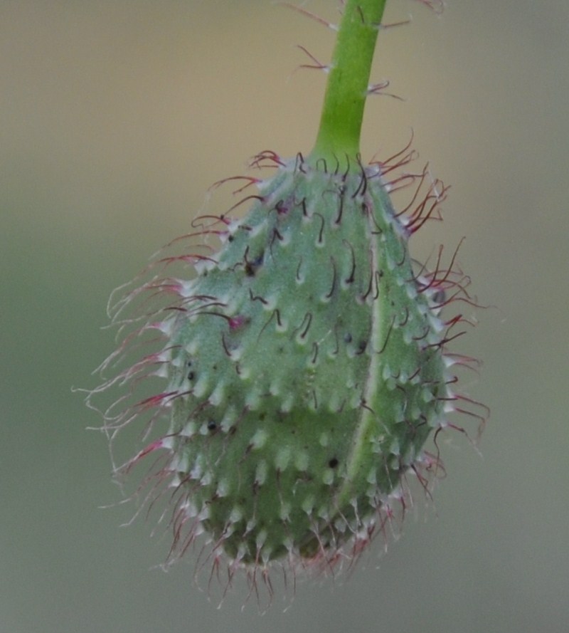 Изображение особи Papaver rhoeas.