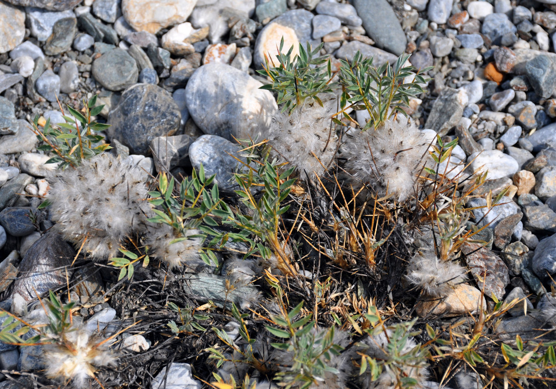 Image of Astragalus pterocephalus specimen.