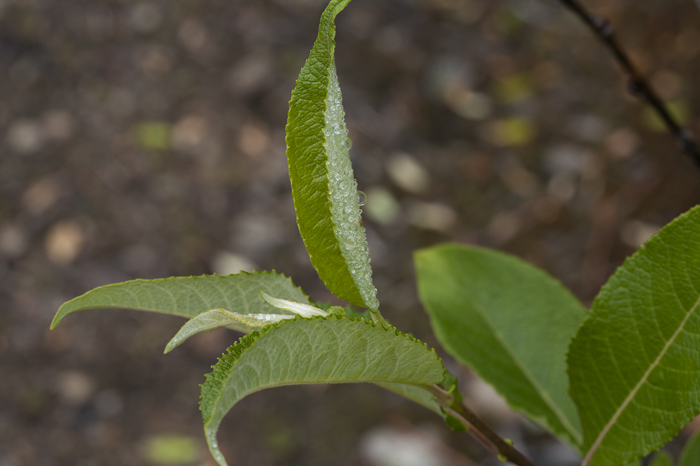 Изображение особи Salix jenisseensis.