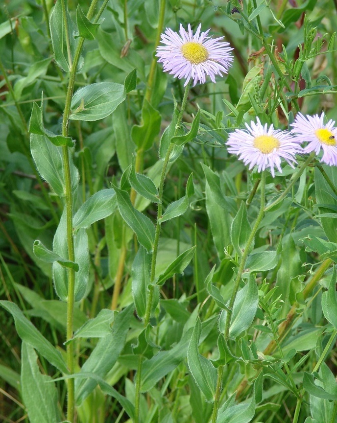 Image of Erigeron speciosus specimen.