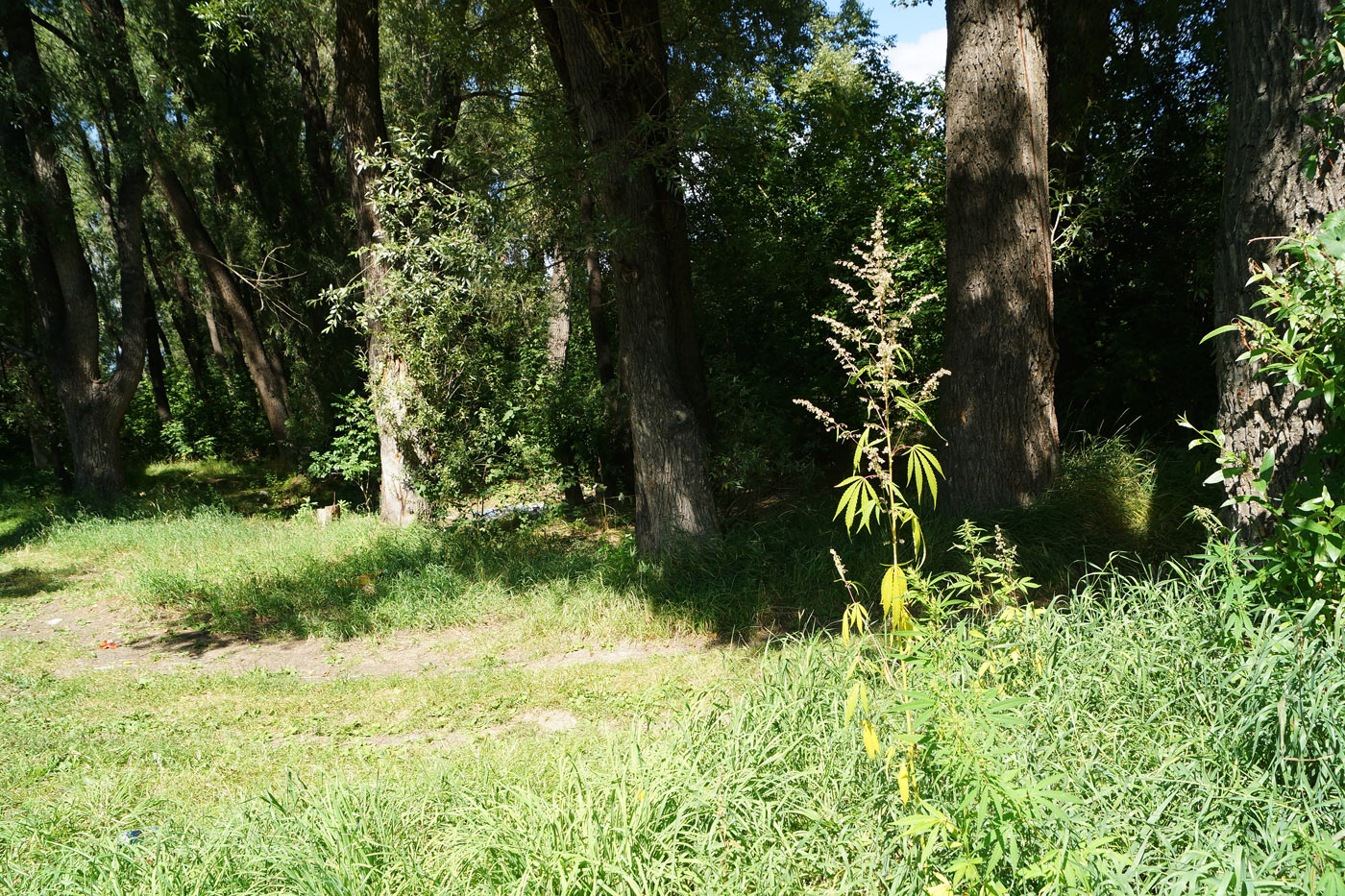 Image of Cannabis sativa var. spontanea specimen.