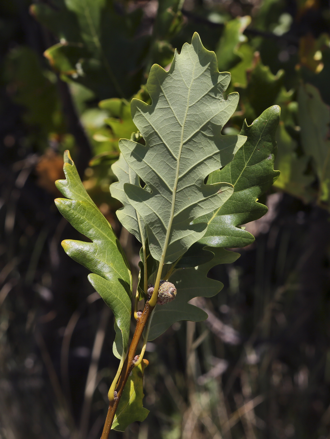 Изображение особи Quercus petraea.