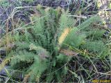 genus Achillea. Вегетирующее растение. Украина, г. Николаев, Заводской р-н, парк \"Лески\", среди соснового редколесья. 26.12.2017.