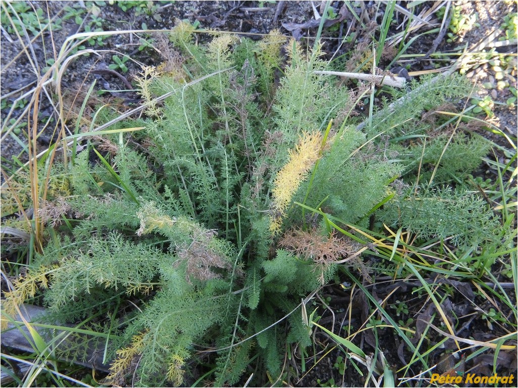 Image of genus Achillea specimen.