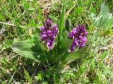 Dactylorhiza aristata. Цветущие растения. Сахалинская обл, о. Итуруп, окраина с. Горного, луг. 01.06.2017.