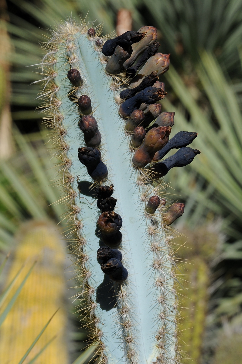 Изображение особи Pilosocereus pachycladus.