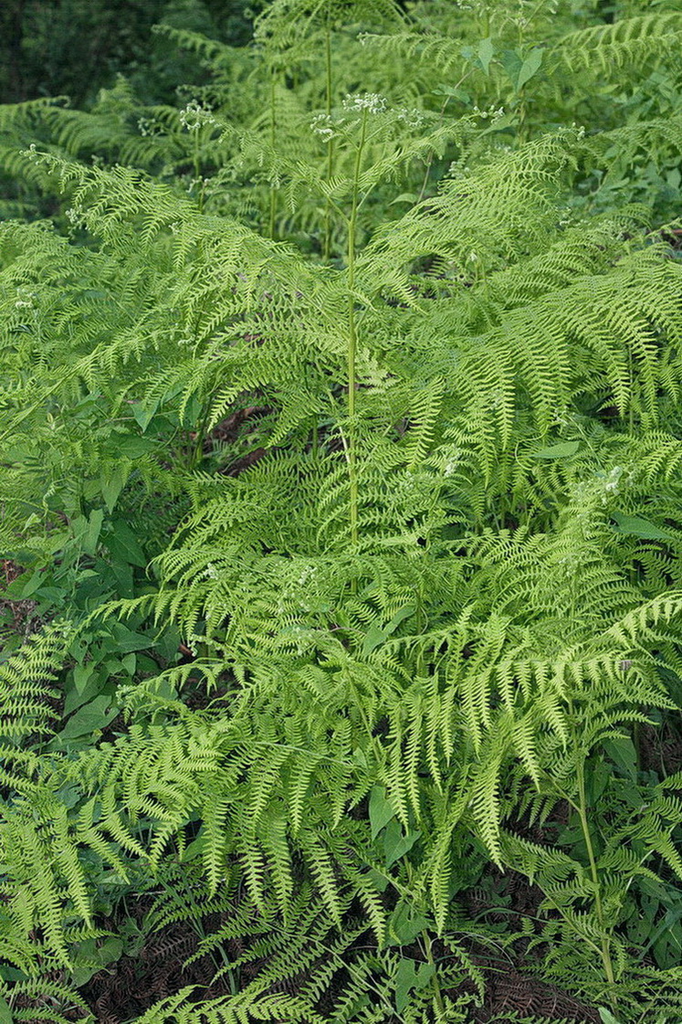 Изображение особи Pteridium tauricum.