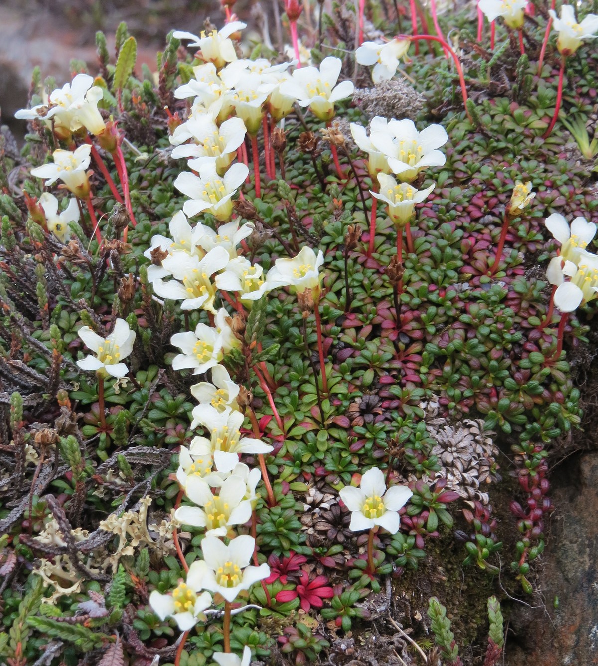 Image of Diapensia obovata specimen.