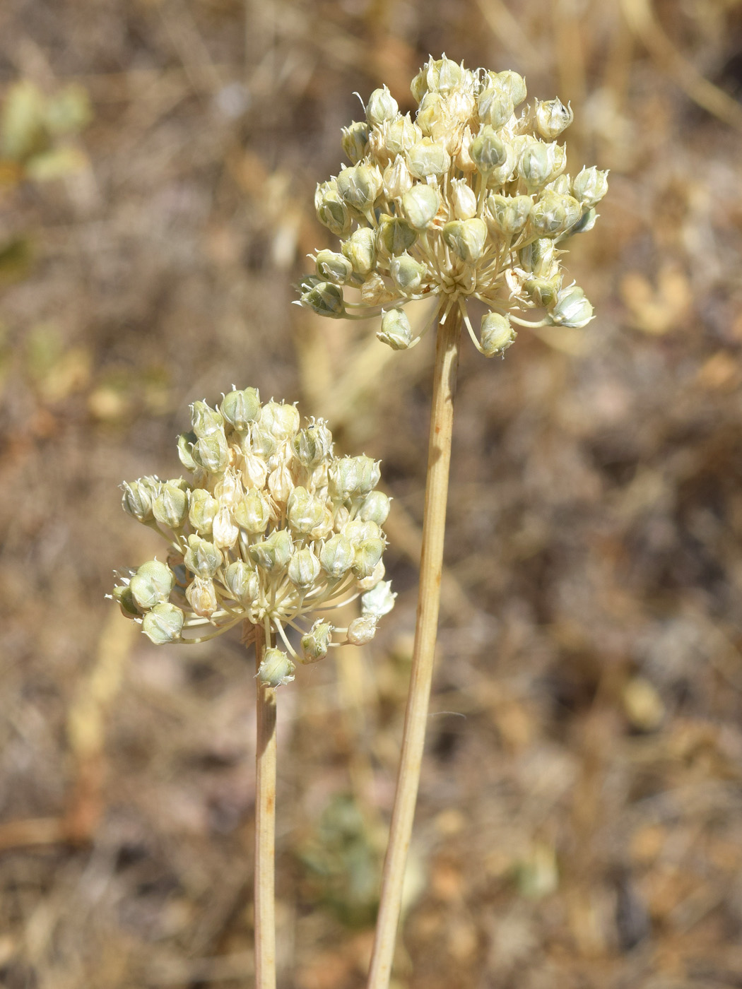 Image of Allium cepa specimen.