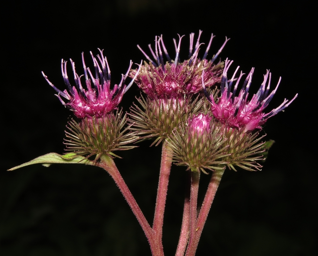 Image of Arctium &times; ambiguum specimen.