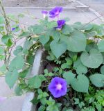 Ipomoea purpurea