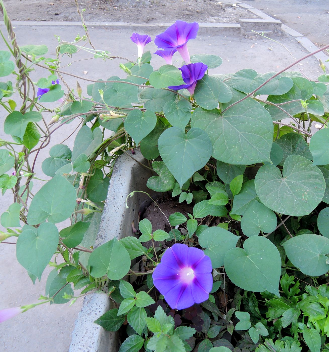 Image of Ipomoea purpurea specimen.