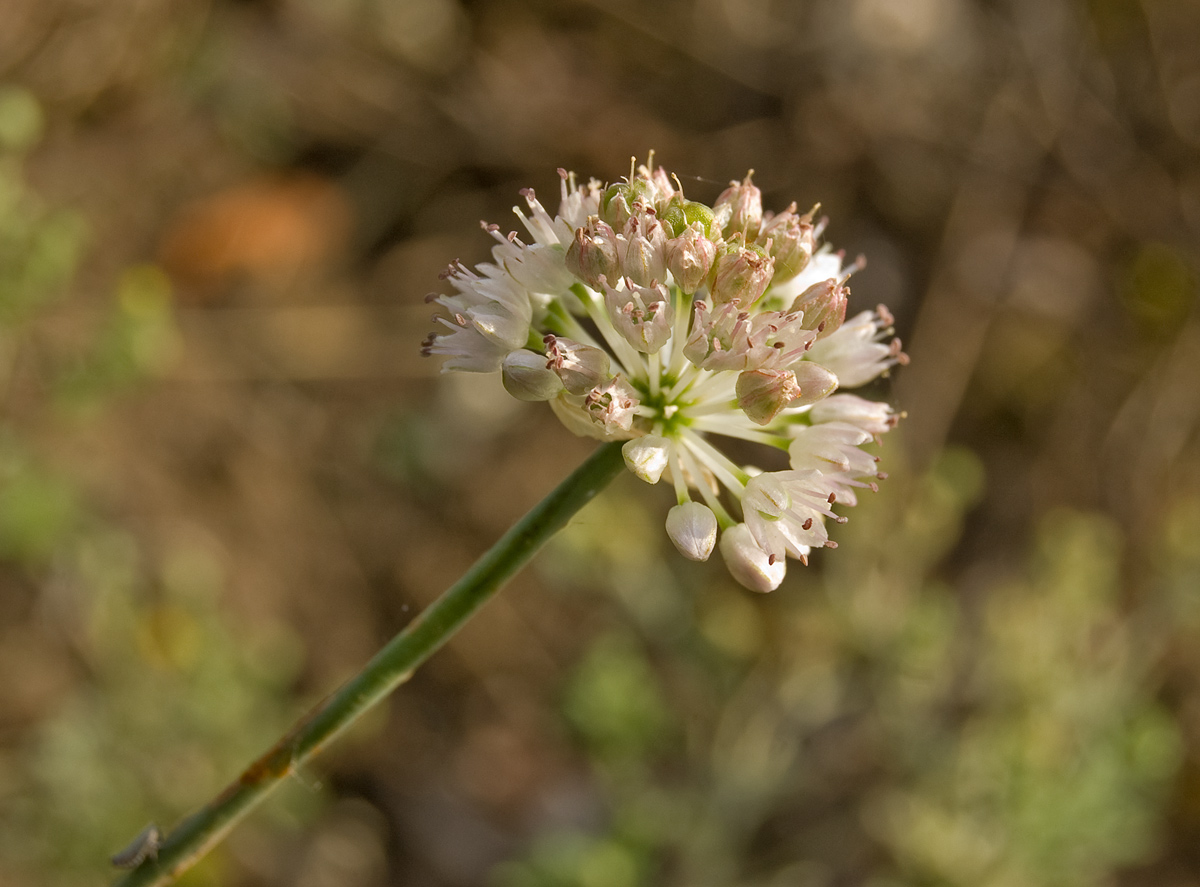 Image of Allium strictum specimen.