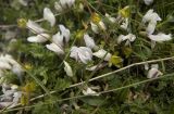 Astragalus levieri. Цветки и листья среди побегов Potentilla. Кабардино-Балкарская Республика, Зольский р-н, северный склон Эльбруса, урочище Каменные Грибы, выс. ок. 3200 м н.у.м. 26.07.2011.